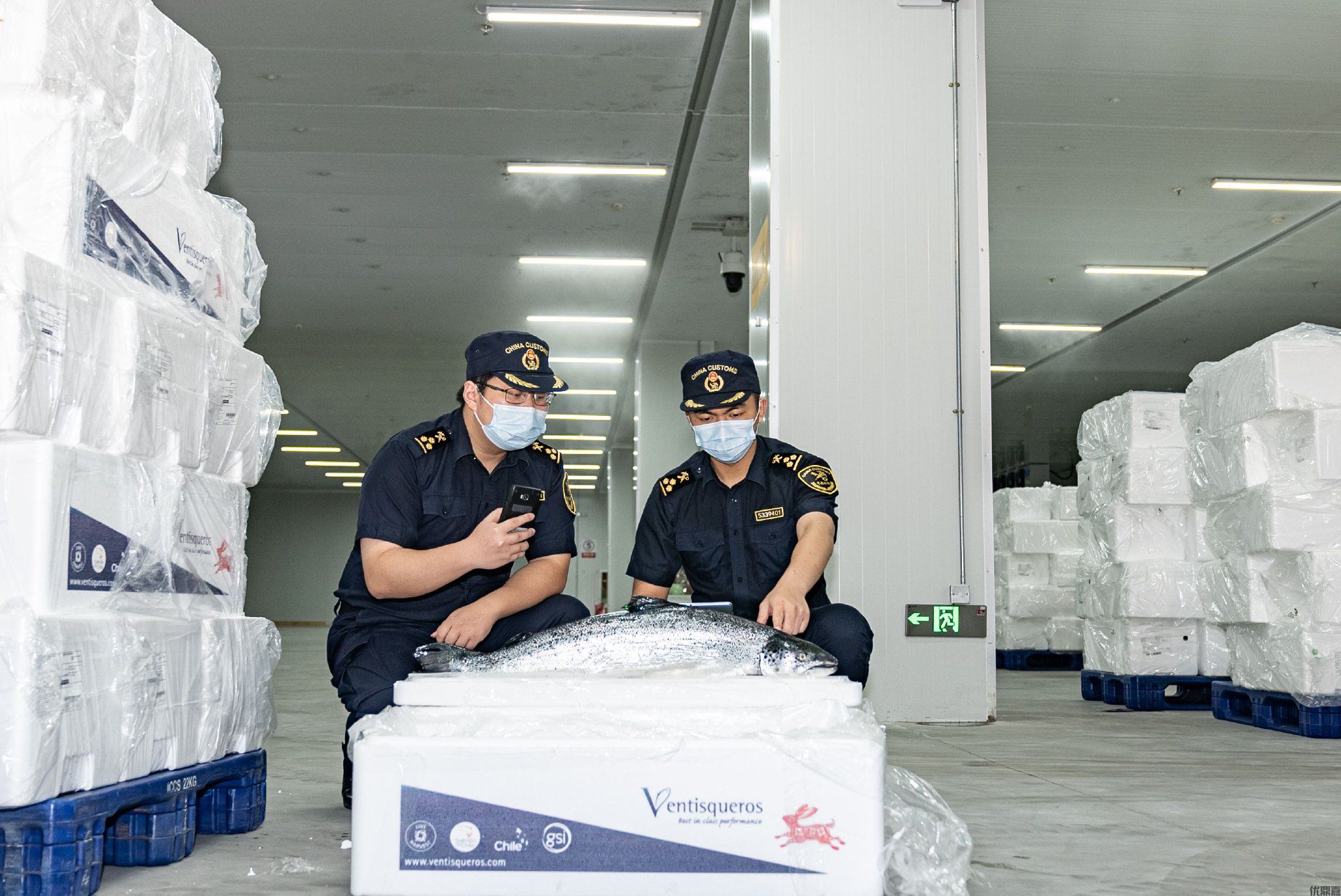 三文鱼进口报关