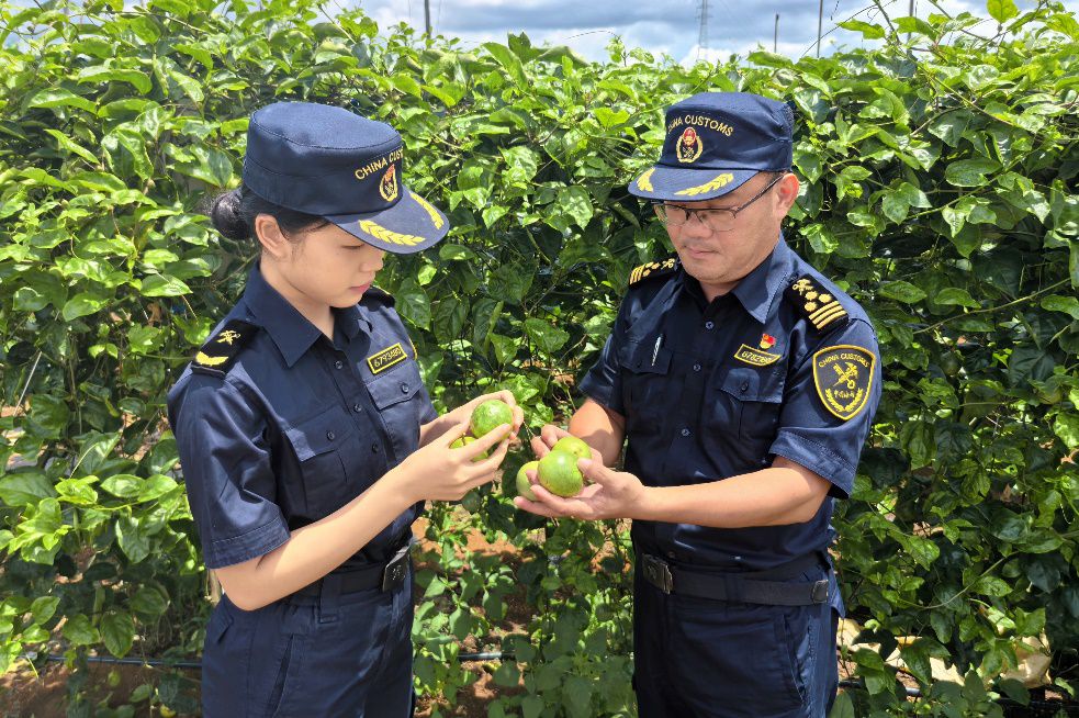 趣说百香果出口代理:一颗"紫宝石"的跨国漂流记