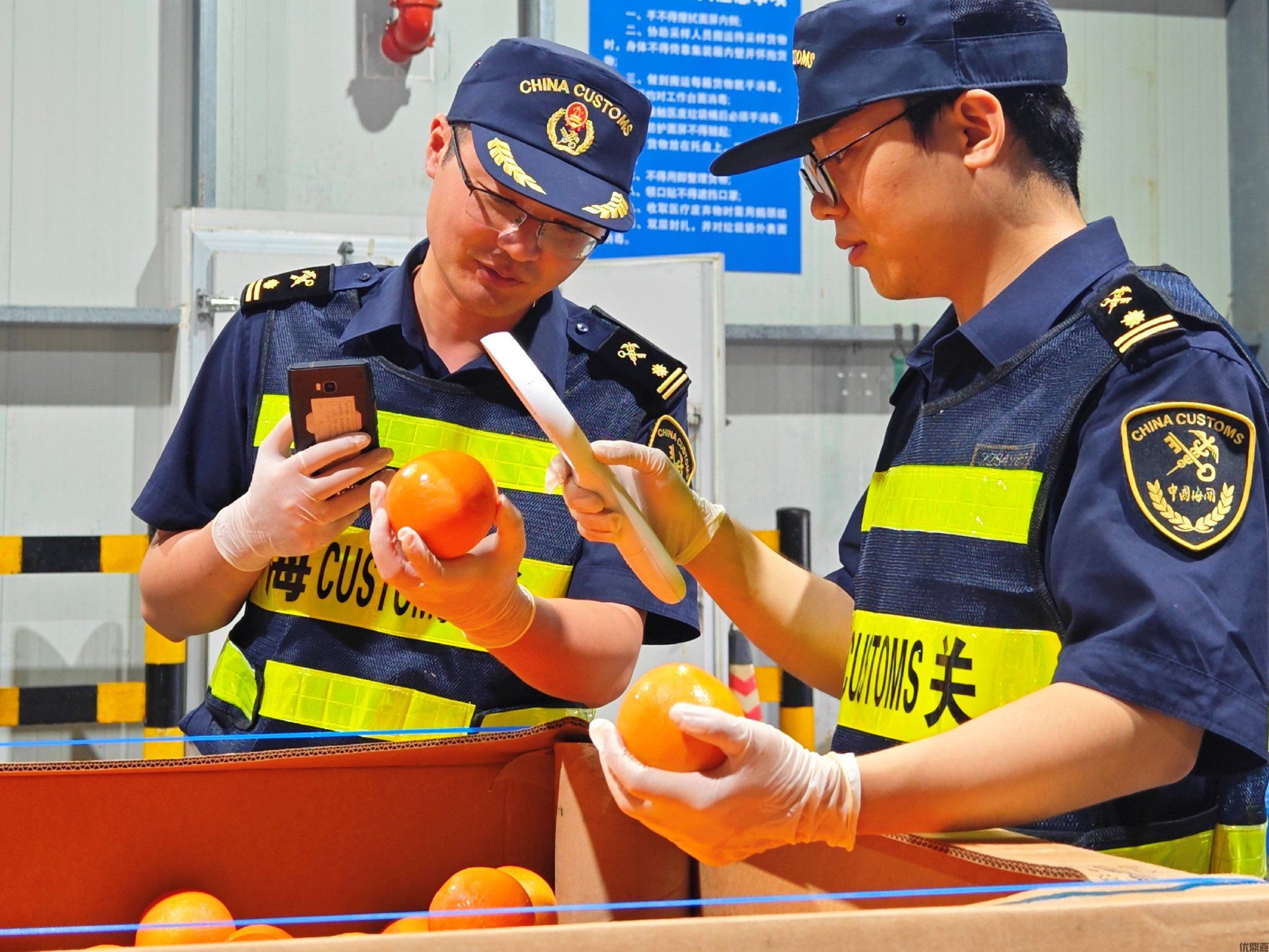 橙风破浪:中国脐橙如何乘风出海