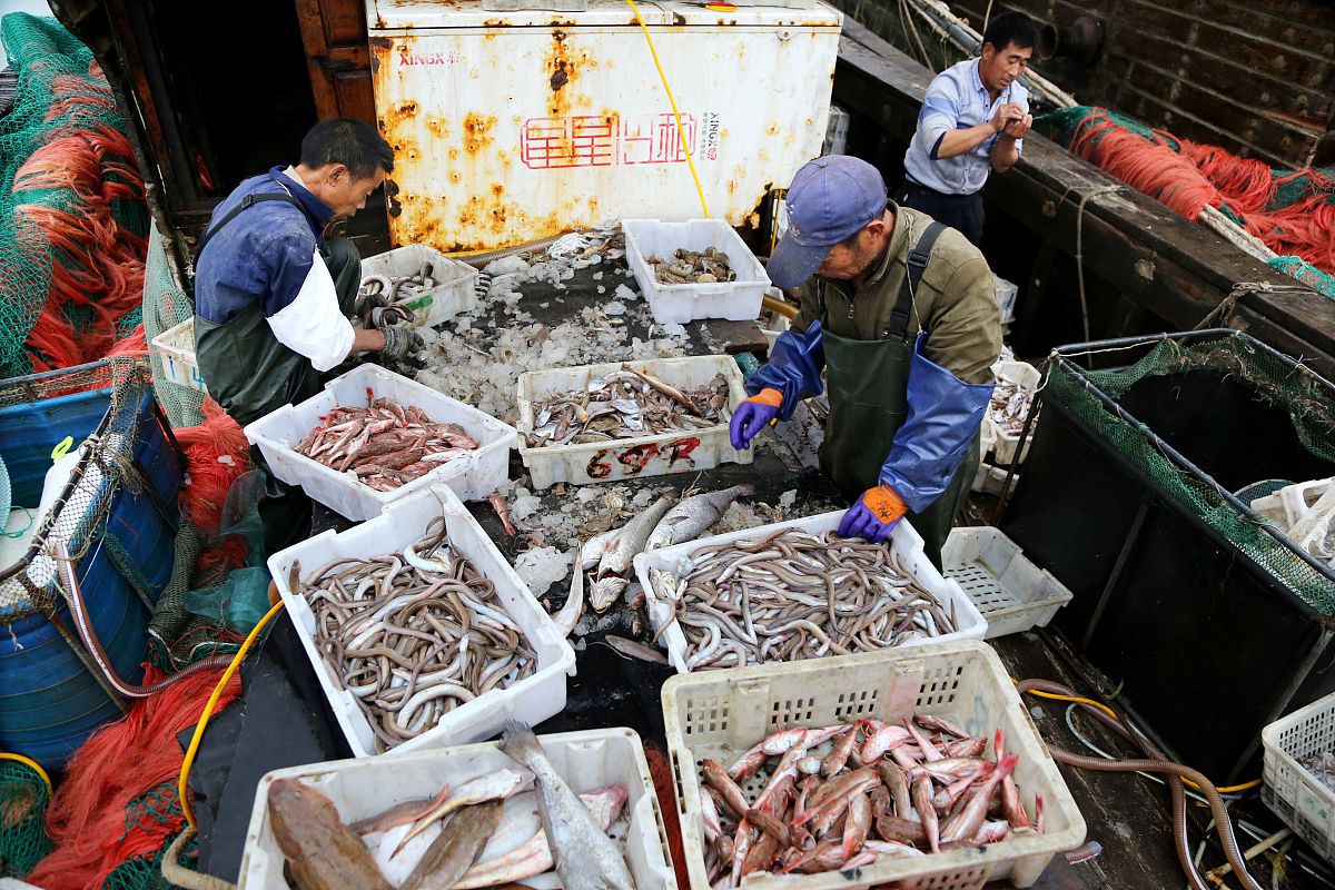 进口水产品报关全攻略:手把手教你避开这些