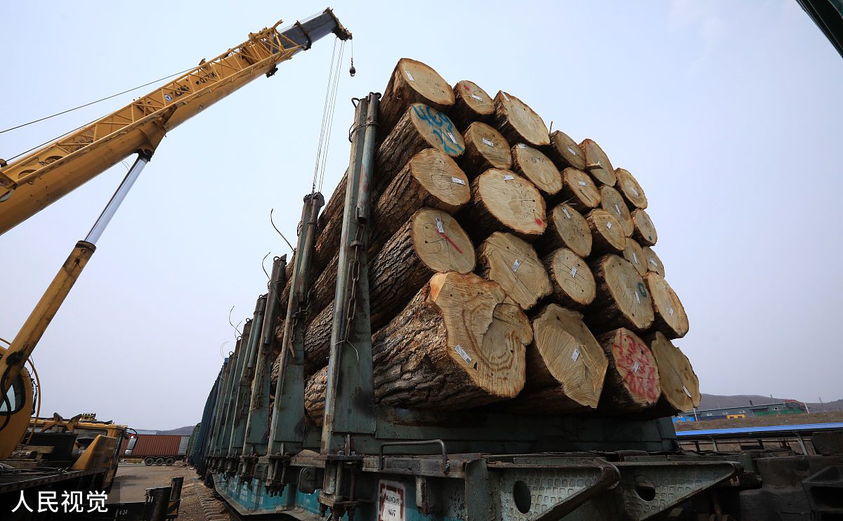青岛港木材进口清关效率快,这家公司功不可没!