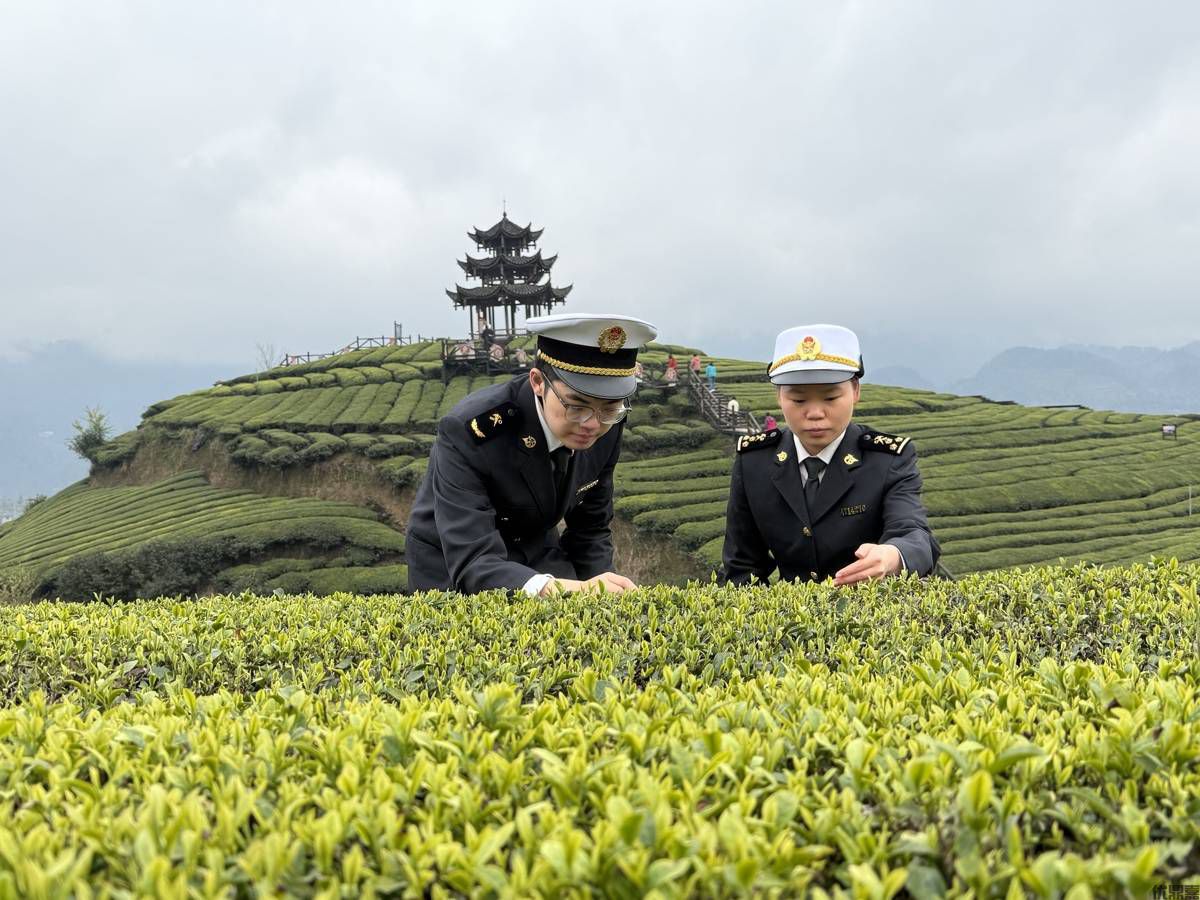 一文详解专业茶叶出口美国的全流程代理服务