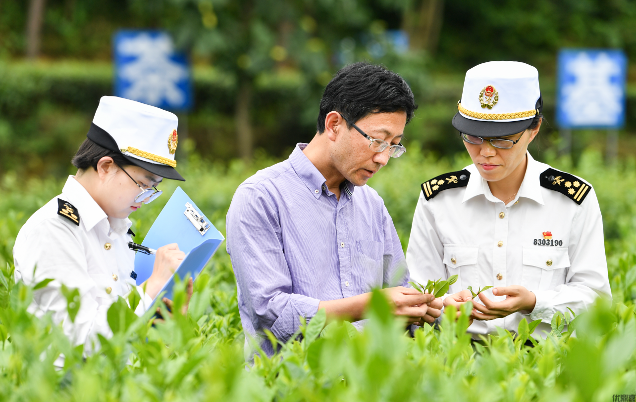 选择茶叶出口代理服务的关键策略:以专业化避风险